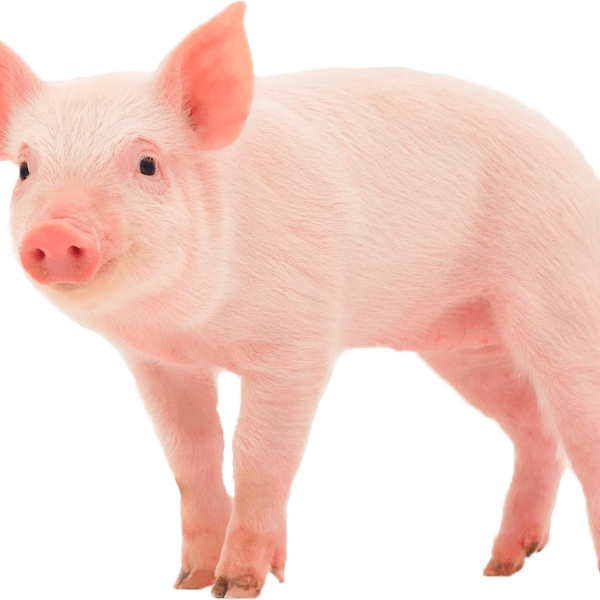 Cerdos